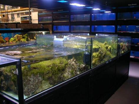 Aquarium Marin.jpg (30846 octets)