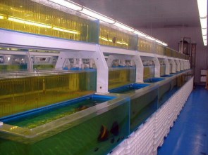 Hypocampe aquarium traitement.jpg (20523 octets)