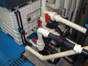 Hypocampe pompe filtration.jpg (22194 octets)