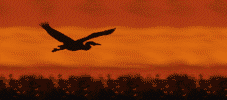 Soleiloiseaux.gif (26360 octets)