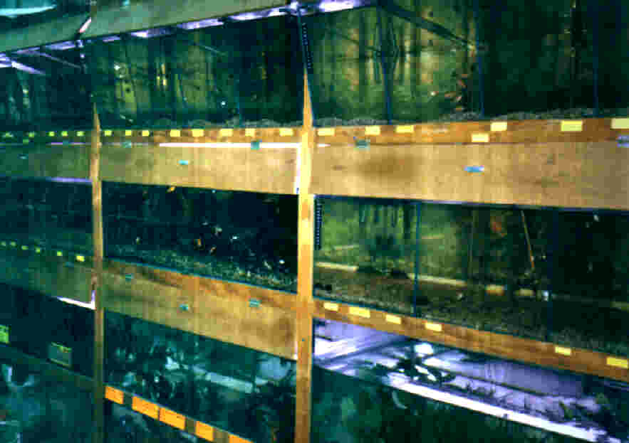 aquastyle6.jpg (28336 octets)