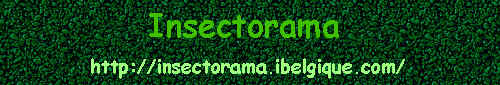 banniere insecte.bmp (127554 octets)