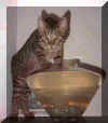 chat2.jpg (10780 octets)