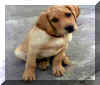 chien2.jpg (13246 octets)
