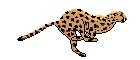 guepard.gif (5617 octets)