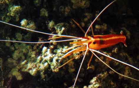 lysmata ambionensis.jpg (14878 octets)