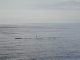 ocean indo.jpg (9681 octets)
