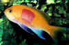 poisson3.jpg (33688 octets)