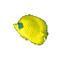 pomacanthus.gif (8103 octets)